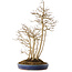 Acer buergerianum, 54 cm, ± 20 años de antigüedad, en una maceta japonesa hecha a mano por Eime (horno Yozan)