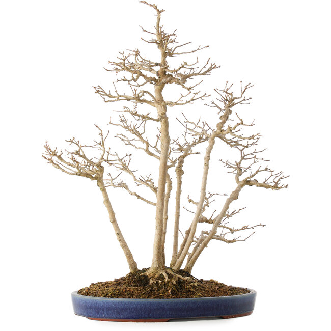 Acer buergerianum, 54 cm, ± 20 años de antigüedad, en una maceta japonesa hecha a mano por Eime (horno Yozan)