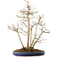 Acer buergerianum, 54 cm, ± 20 años de antigüedad, en una maceta japonesa hecha a mano por Eime (horno Yozan)