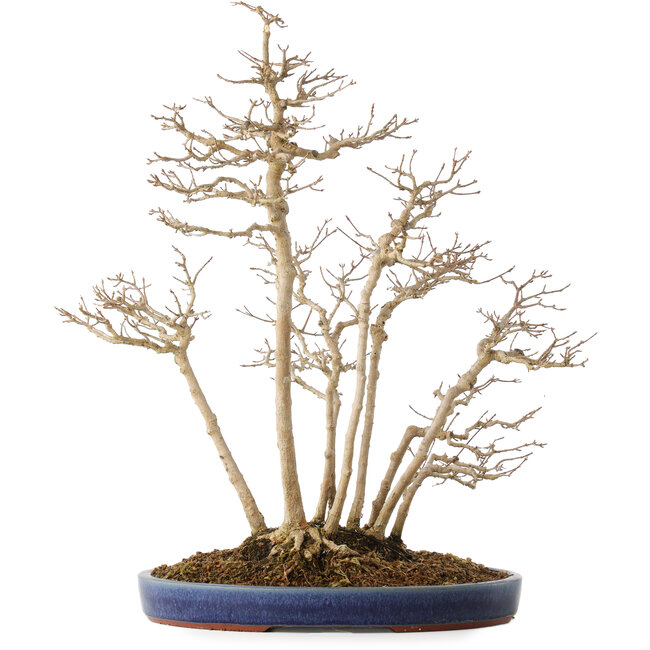 Acer buergerianum, 54 cm, ± 20 jaar oud, in een handgemaakte Japanse pot van Eime (Yozan oven)