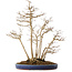 Acer buergerianum, 54 cm, ± 20 años de antigüedad, en una maceta japonesa hecha a mano por Eime (horno Yozan)