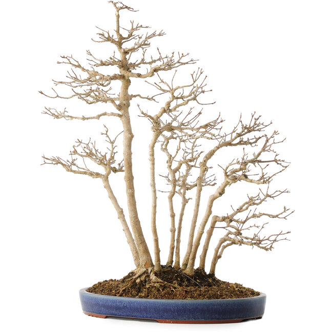 Acer buergerianum, 54 cm, ± 20 Jahre alt, in einem handgefertigten japanischen Topf von Eime (Yozan-Ofen)