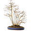 Acer buergerianum, 54 cm, ± 20 jaar oud, in een handgemaakte Japanse pot van Eime (Yozan oven)