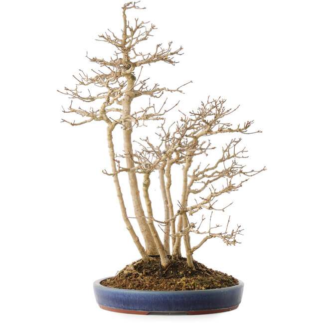 Acer buergerianum, 54 cm, ± 20 Jahre alt, in einem handgefertigten japanischen Topf von Eime (Yozan-Ofen)