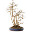 Acer buergerianum, 54 cm, ± 20 jaar oud, in een handgemaakte Japanse pot van Eime (Yozan oven)