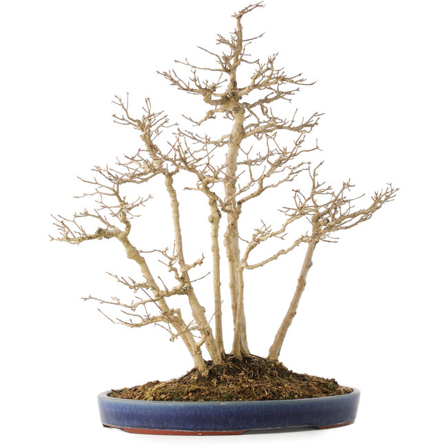 Acer buergerianum, 54 cm, ± 20 años de antigüedad, en una maceta japonesa hecha a mano por Eime (horno Yozan)