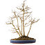 Acer buergerianum, 54 cm, ± 20 jaar oud, in een handgemaakte Japanse pot van Eime (Yozan oven)