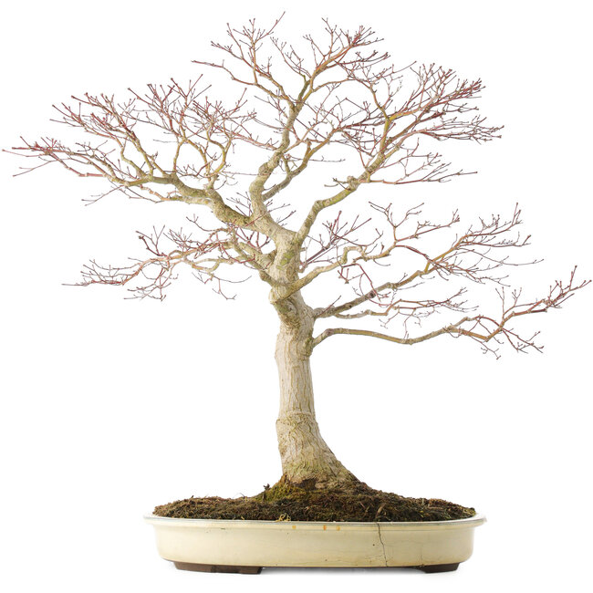Acer palmatum, 58 cm, ± 25 jaar oud, in een pot met een barst, met een goede nebari van 25 cm