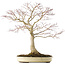 Acer palmatum, 58 cm, ± 25 jaar oud, in een pot met een barst, met een goede nebari van 25 cm