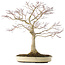 Acer palmatum, 58 cm, ± 25 jaar oud, in een pot met een barst, met een goede nebari van 25 cm