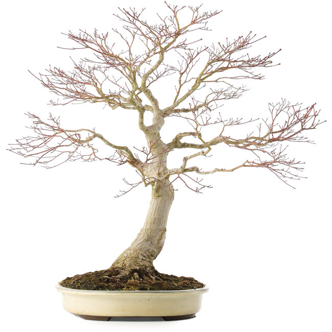 Acer palmatum, 58 cm, ± 25 ans, en pot avec une fissure, avec un bon nebari de 25 cm