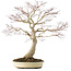 Acer palmatum, 58 cm, ± 25 years old, in a pot with a crack, with a good nebari of 25 cm