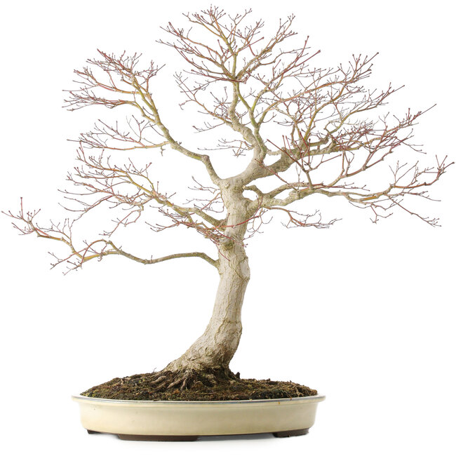 Acer palmatum, 58 cm, ± 25 ans, en pot avec une fissure, avec un bon nebari de 25 cm