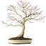Acer palmatum, 58 cm, ± 25 jaar oud, in een pot met een barst, met een goede nebari van 25 cm