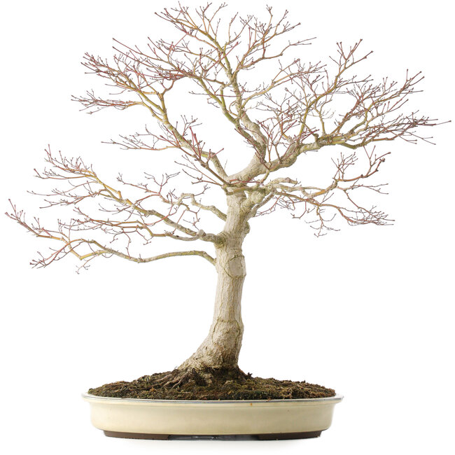 Acer palmatum, 58 cm, ± 25 ans, en pot avec une fissure, avec un bon nebari de 25 cm