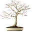 Acer palmatum, 58 cm, ± 25 jaar oud, in een pot met een barst, met een goede nebari van 25 cm
