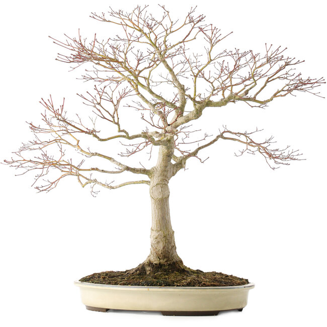 Acer palmatum, 58 cm, ± 25 years old, in a pot with a crack, with a good nebari of 25 cm