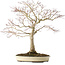 Acer palmatum, 58 cm, ± 25 ans, en pot avec une fissure, avec un bon nebari de 25 cm