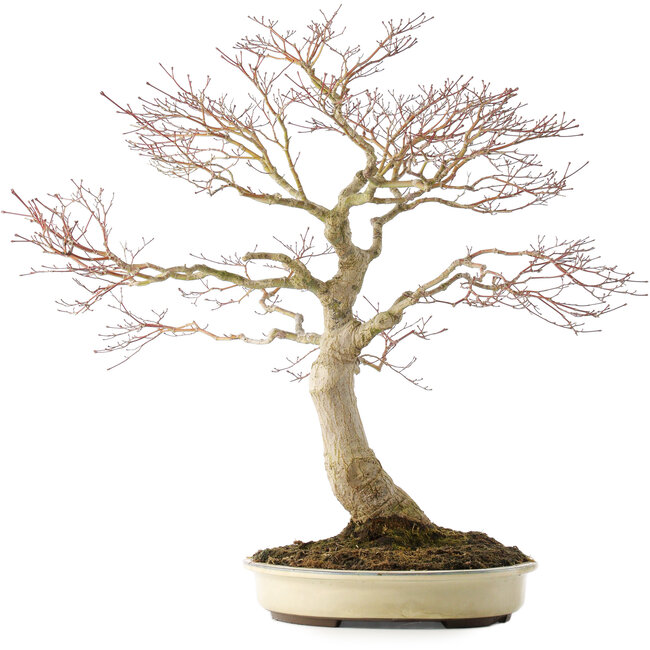 Acer palmatum, 58 cm, ± 25 ans, en pot avec une fissure, avec un bon nebari de 25 cm
