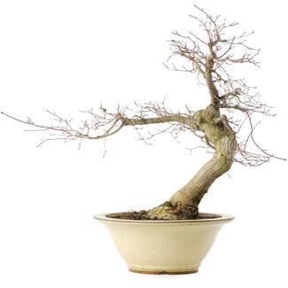 Acer palmatum Deshojo, 49 cm, ± 20 Jahre alt
