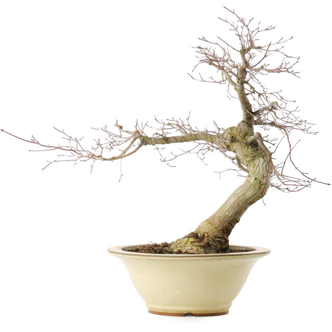 Acer palmatum Deshojo, 49 cm, ± 20 ans