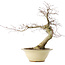 Acer palmatum Deshojo, 49 cm, ± 20 ans