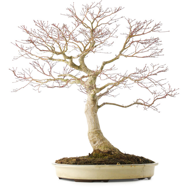 Acer palmatum, 58 cm, ± 25 ans, en pot avec une fissure, avec un bon nebari de 25 cm