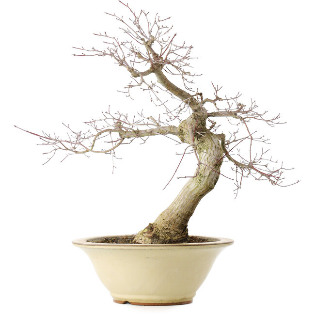 Acer palmatum Deshojo, 49 cm, ± 20 anni