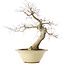 Acer palmatum Deshojo, 49 cm, ± 20 ans