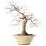 Acer palmatum Deshojo, 49 cm, ± 20 ans