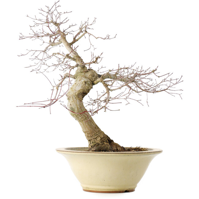 Acer palmatum Deshojo, 49 cm, ± 20 anni