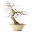 Acer palmatum Deshojo, 49 cm, ± 20 ans