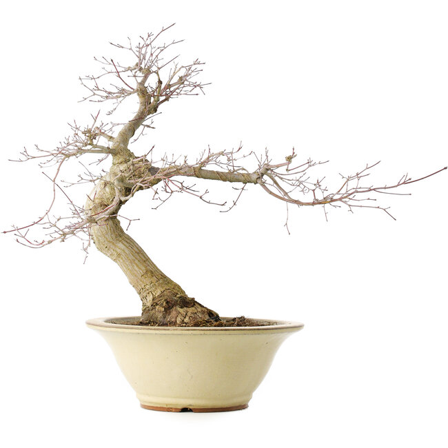 Acer palmatum Deshojo, 49 cm, ± 20 jaar oud