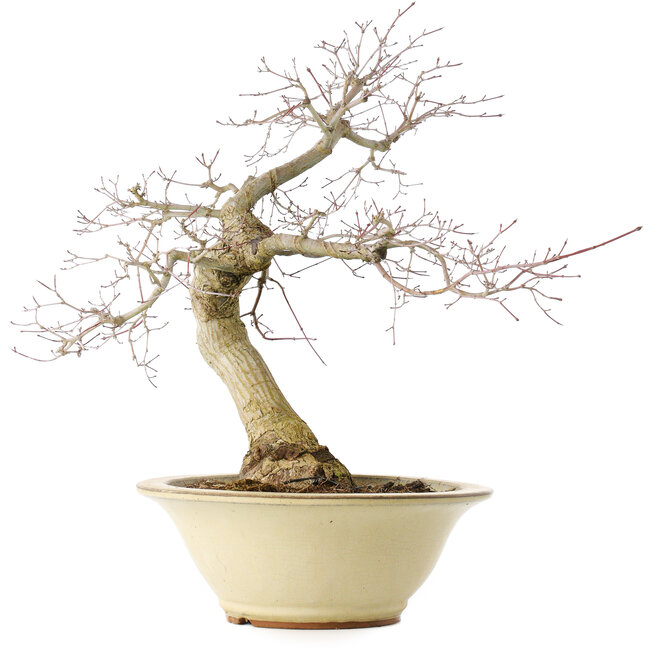 Acer palmatum Deshojo, 49 cm, ± 20 Jahre alt