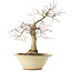 Acer palmatum Deshojo, 49 cm, ± 20 ans