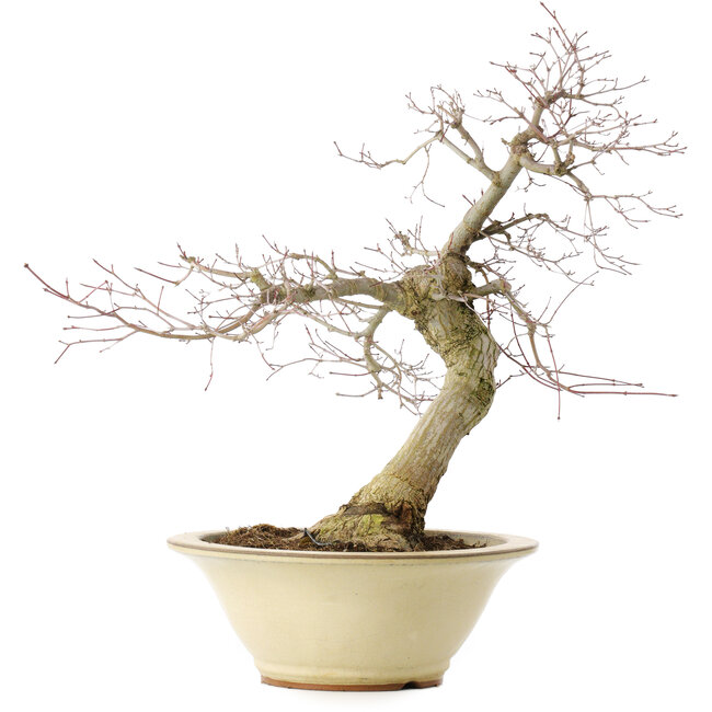 Acer palmatum Deshojo, 49 cm, ± 20 Jahre alt