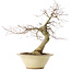 Acer palmatum Deshojo, 49 cm, ± 20 ans