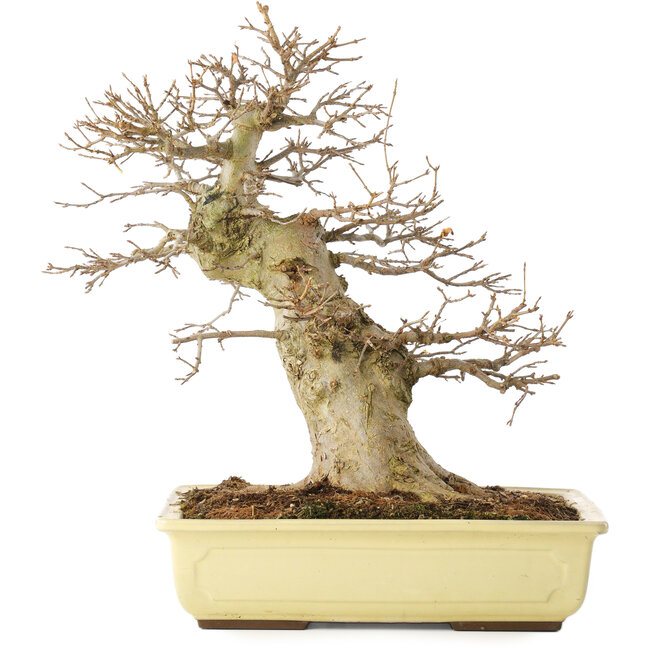 Acer buergerianum, 35 cm, ± 15 years old