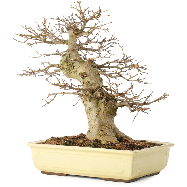 Acer buergerianum, 35 cm, ± 15 Jahre alt