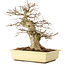 Acer buergerianum, 35 cm, ± 15 anni