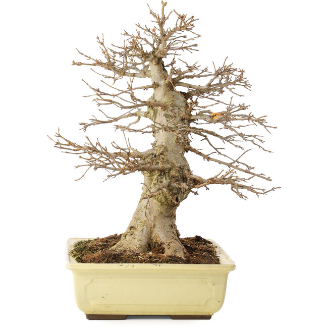 Acer buergerianum, 35 cm, ± 15 jaar oud