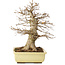Acer buergerianum, 35 cm, ± 15 años