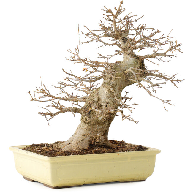 Acer buergerianum, 35 cm, ± 15 años