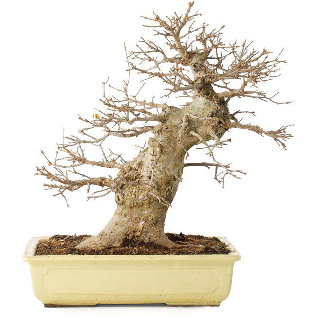 Acer buergerianum, 35 cm, ± 15 años