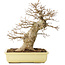 Acer buergerianum, 35 cm, ± 15 anni