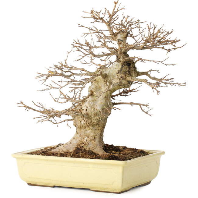 Acer buergerianum, 35 cm, ± 15 anni