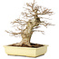 Acer buergerianum, 35 cm, ± 15 años