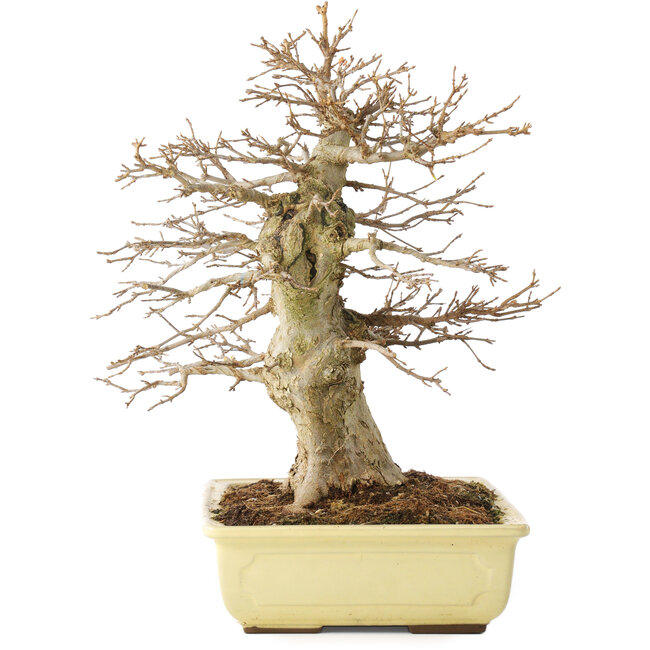 Acer buergerianum, 35 cm, ± 15 Jahre alt