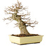 Acer buergerianum, 35 cm, ± 15 años
