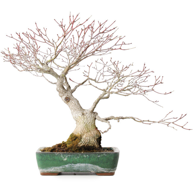 Acer palmatum, 34 cm, ± 30 years old, with beautiful old bark